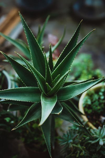 Aloe vera produits forever : vos partenaires bien-être naturels